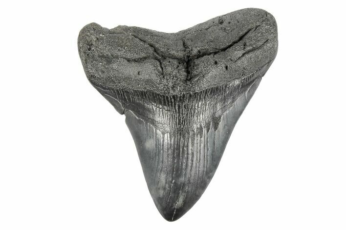 Fossil Megalodon Tooth - South Carolina #190226